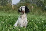 SETTER ANGLAIS 303